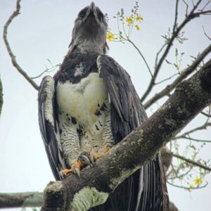 🌿 Tour Geumiajo–Arpya