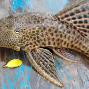 🐟 Paparakiru (Mojarra Azul)