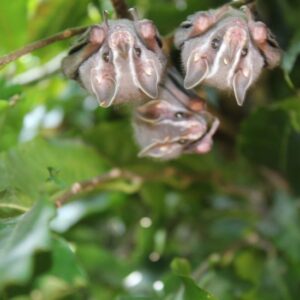 🌿 Territorio Ancestral Takarkunyal